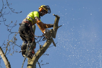 Potature in tree climbing